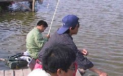 鯽魚、羅非魚、草魚的打窩技巧詳解