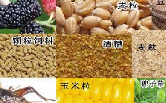 釣草魚常用的餌料以及窩料（狗尾巴草、嫩蘆葦）