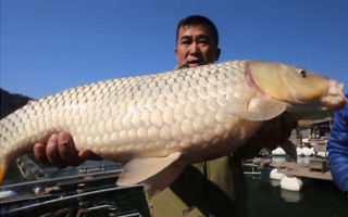 釣大魚的餌料配置（鯉魚、鯽魚、草魚、鰱魚、魴魚等）