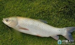 誘釣合一的自制釣草魚餌料配方詳解