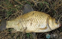 自制野釣玉米粒面窩窩頭魚餌（通殺鯽鯉草魚）