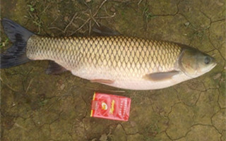 釣友分享秋釣草魚的餌料選擇及用法