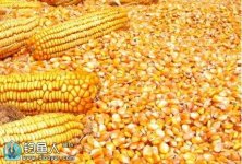 自制玉米粒釣餌專釣鯉魚草魚效果好