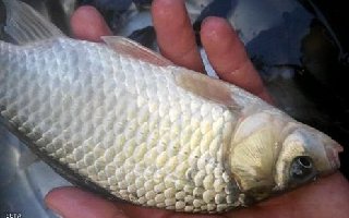 化紹新釣鯽鰱草魚的餌料配方與授課筆記