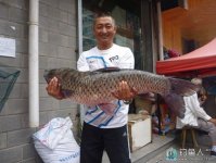 釣魚達人分享一些常見釣草魚蟲餌