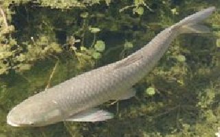民間高手釣草魚的自制餌料秘方