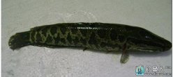 去仙人島釣黑魚的一些經驗介紹和分享