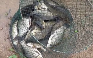 夏季黑魚在繁殖期更容易釣獲