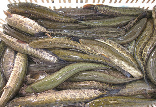地插釣法，不用竿和漂，坐等魚餌上鉤