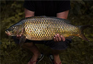 秋天垂釣黑魚和鯉魚的不同方法
