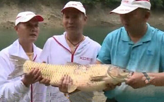 怎么釣黑魚，釣黑魚的一些技巧