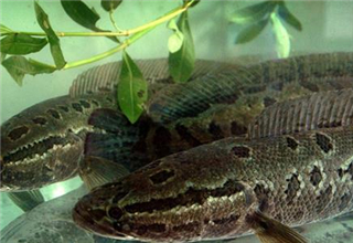 秋季垂釣黑魚的天氣、釣點和餌料技巧