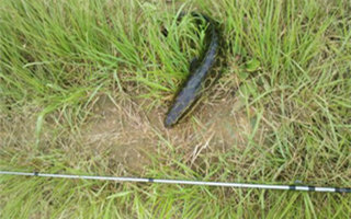 夏季釣黑魚的釣點選擇技巧及釣法