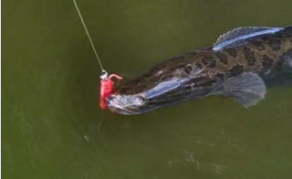 分析黑魚的習性與夏釣黑魚的方法