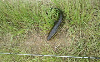 了解習性巧用三種方法夏釣黑魚