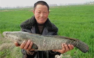 夏釣黑魚的釣具搭配及釣點選擇技巧