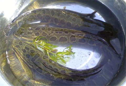 黑魚垂釣技巧詳解，6個技巧釣黑魚