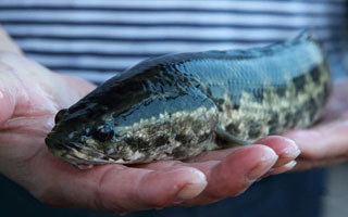 溪流潭中釣黑魚的三種垂釣技法介紹