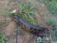 路亞釣法-淺談路亞黑魚的技巧