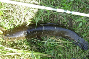 冬季野塘釣黑魚的五大釣法