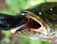 海竿底釣拖釣黑魚的技巧詳細介紹