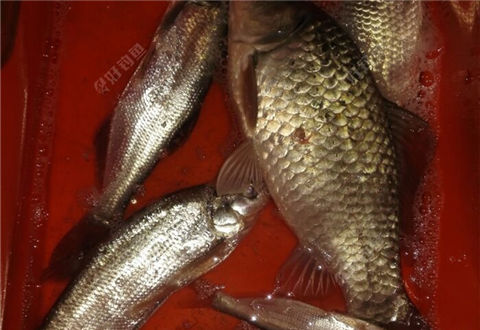 釣鯽魚鯉魚玉米餌料的制作方法