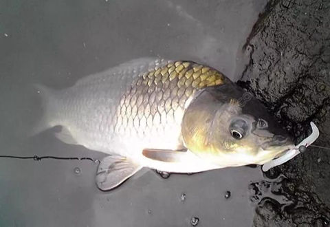冬釣鯽魚有絕招，秒上不再是難事