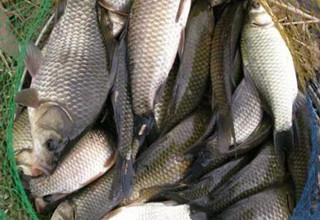 一年四季都適用的速效鯽魚窩料配方