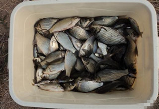自制速效鯽魚窩料，一年四季都適用