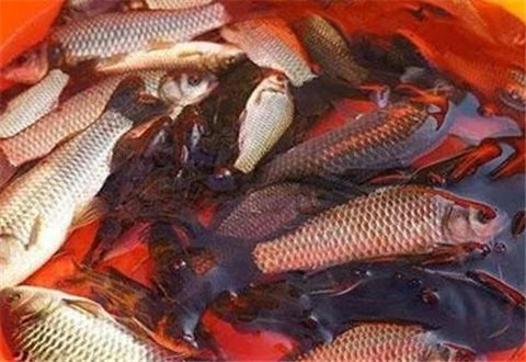釣鯽魚就用紅薯+蜂蜜做拉餌=20斤魚獲！