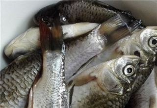 釣鯽魚的麥粒制餌配方，步驟詳解