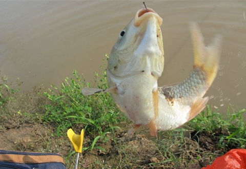天氣轉涼，釣鯽魚專用餌，簡單高效