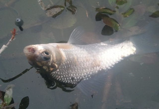 江河、湖庫釣鯽魚的2款餌料配方