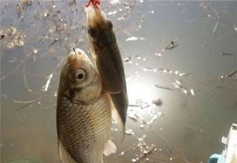 冬天用蚯蚓釣鯽魚的小細節