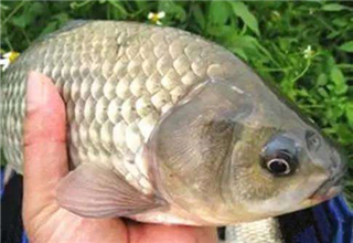 專釣野生鯽魚的兩個實用配方