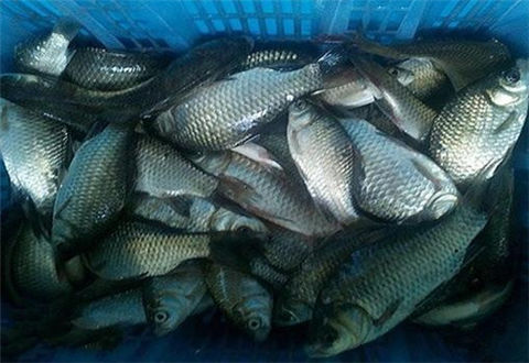 揮淚分享一款讓鯽魚瘋咬不斷的餌料配方