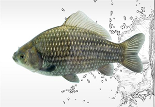 專攻鯽魚鯉魚的中藥配方窩料