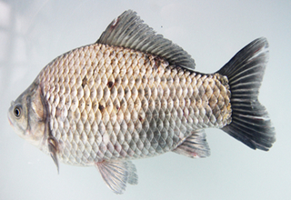 夏季深水釣鯽魚的開餌技巧