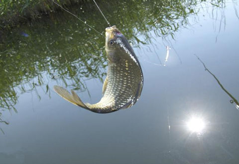 冬季釣鯽魚，我們如何打窩才能更好的誘魚