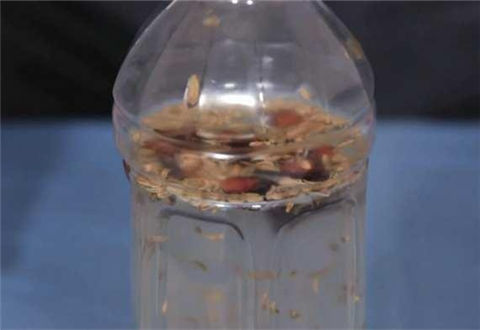 自制小藥，茴香八角酒，釣鯽鯉效果奇好