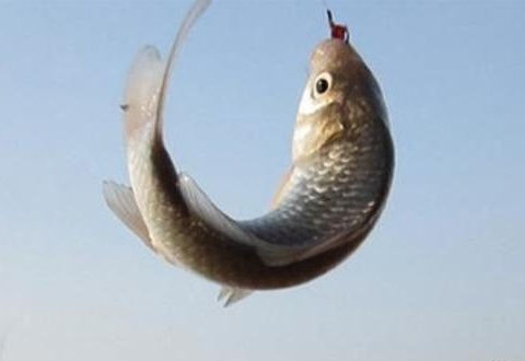 商品餌加蚯蚓，釣鯽魚秘籍