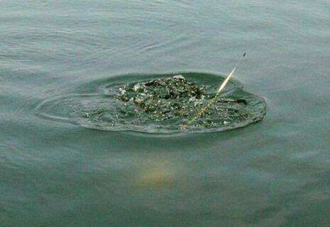 深秋野釣大鯽魚幾款常用到的自制魚餌