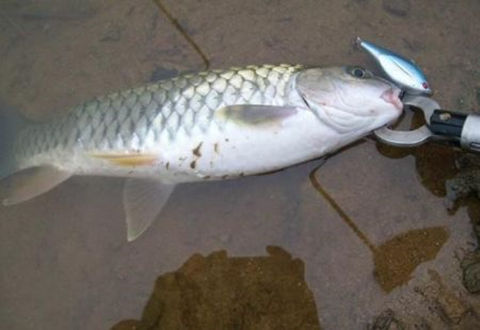 深秋野釣鯽魚應該如何選餌？