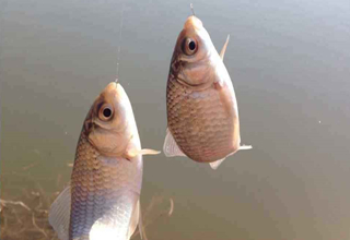 老鬼魚餌在湖庫釣鯽魚的配方