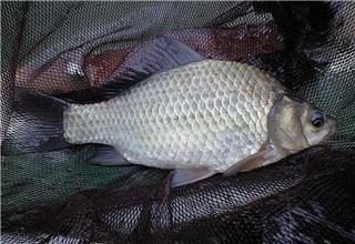 秋季釣鯽魚鯉魚的自制爆護餌料