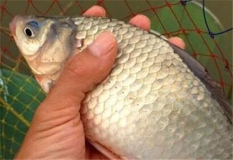 天一冷，常給鯽魚做這誘餌，一釣還不想收竿