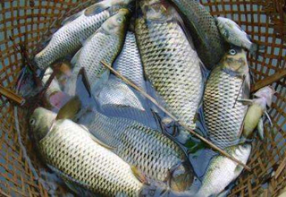 釣鯽魚的商品餌配置，提升上魚率