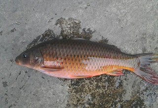 專釣野生鯉魚鯽魚的紅薯混合餌料