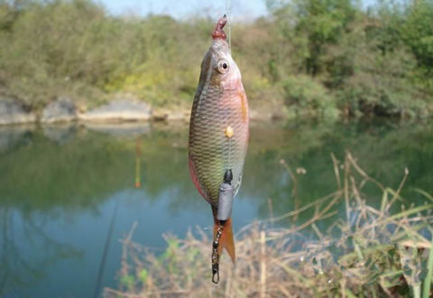 冬季釣鯽魚應該用什么餌？餌料配制和狀態作何調整