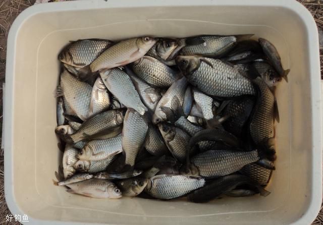 野釣鯽魚難上鉤？教你一個簡單小竅門